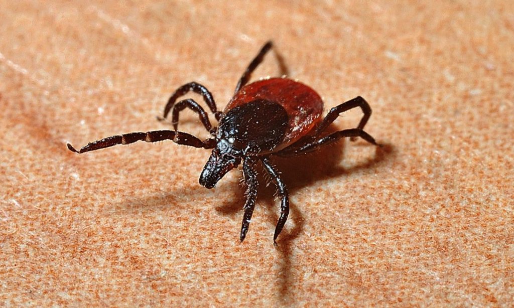 Nárůst případů klíšťové encefalitidy a lymeské borreliózy