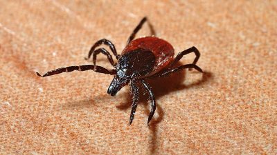Nárůst případů klíšťové encefalitidy a lymeské borreliózy